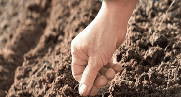 Pěstování a péče o černou ředkev venku, jak a kdy zasadit